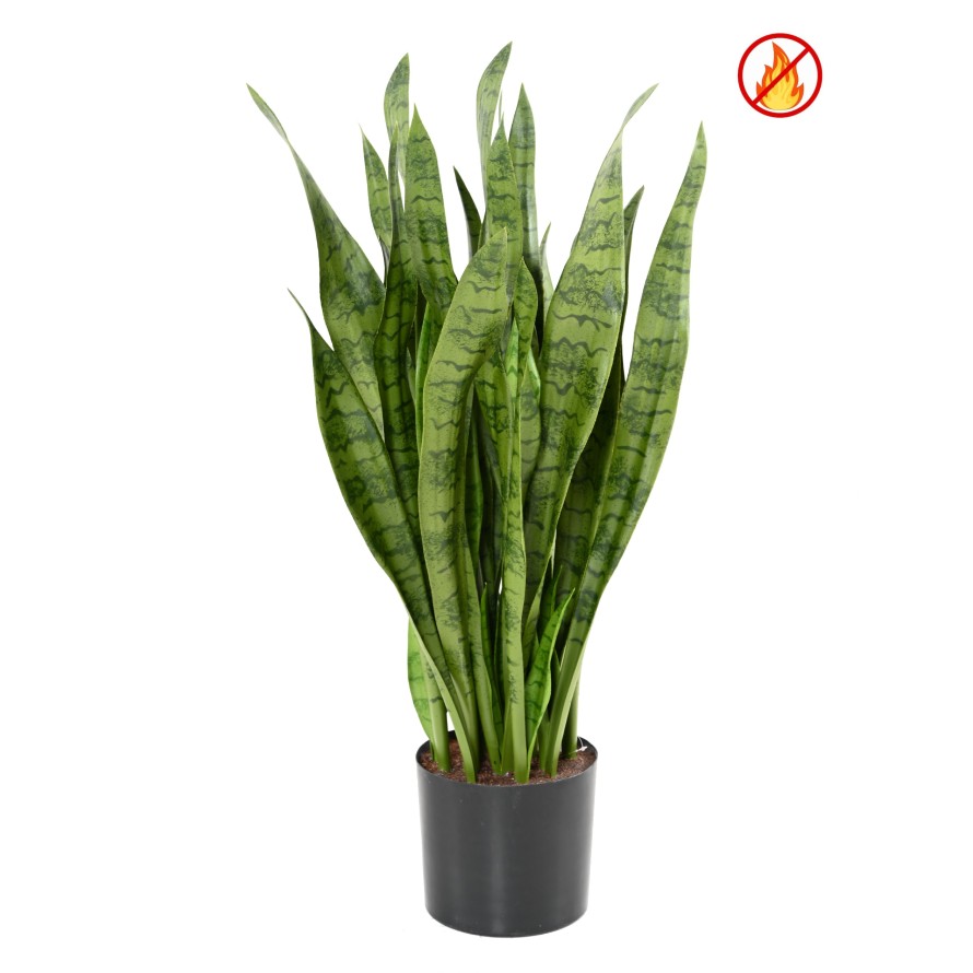 SANSEVIERIA LARGE FR - Resistente al Fuego