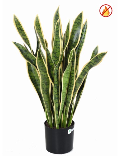 SANSEVIERIA GROSS FR –...