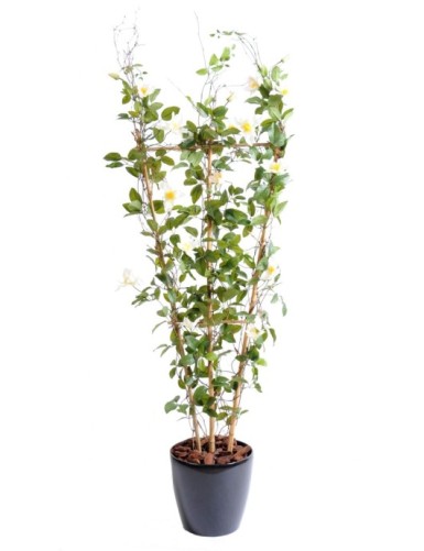 CLEMATIS SICHTSCHUTZMATTE