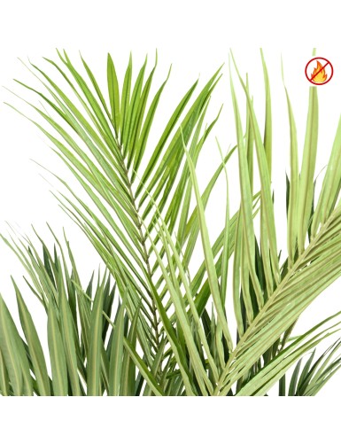 KENTIA PALMERA REAL FR - Resistente al Fuego