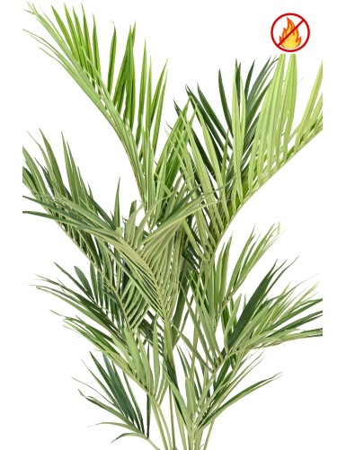 KENTIA PALME ROYAL FR – Feuerbeständig
