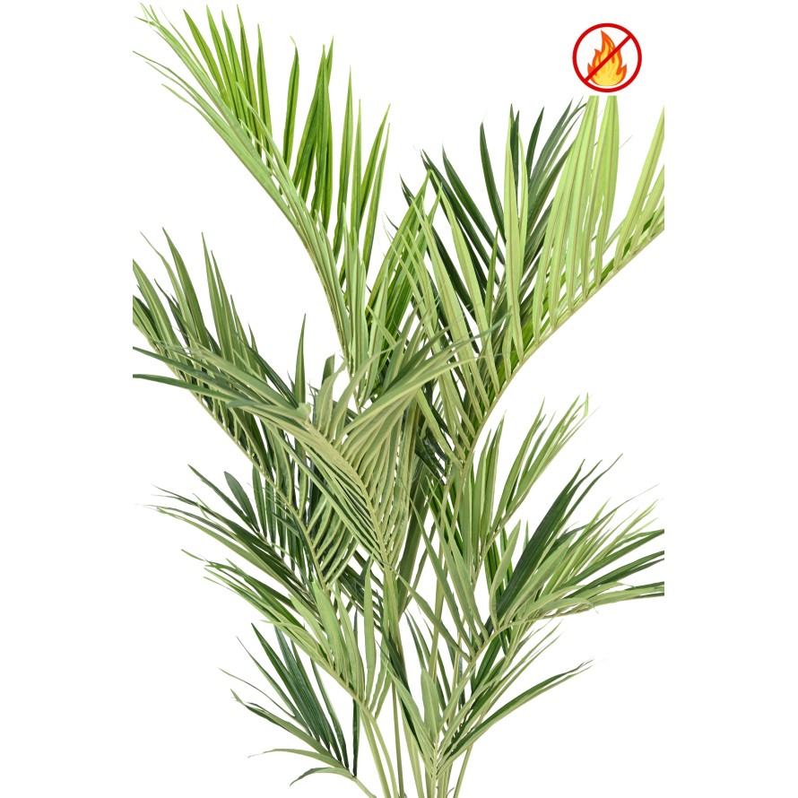 KENTIA PALME ROYAL FR – Feuerbeständig