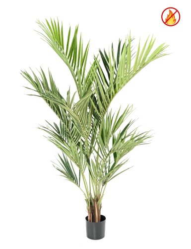 KENTIA PALME ROYAL FR –...