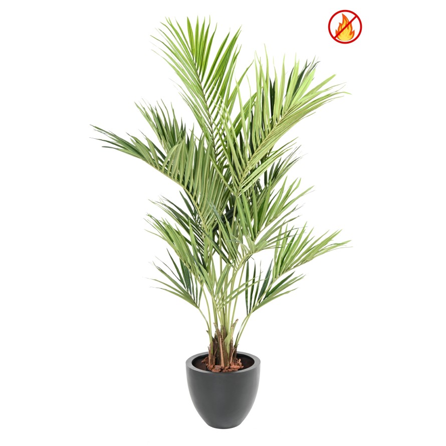 KENTIA PALMERA REAL FR - Resistente al Fuego