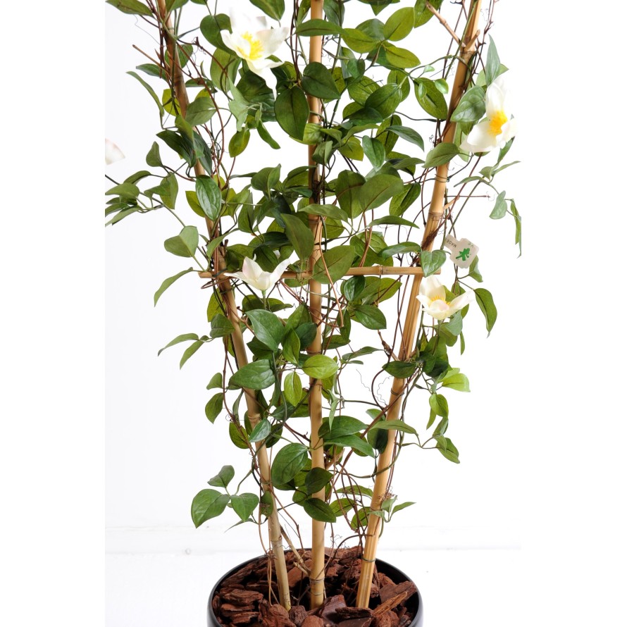 CLEMATIS SICHTSCHUTZMATTE