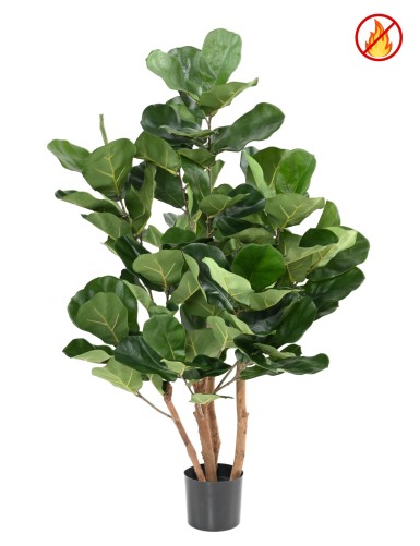 LYRATA REAL ARBUSTO FR -...