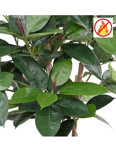 FICUS ELASTICA BUSH (Rubber plant multitree) FR - Fire Resistant