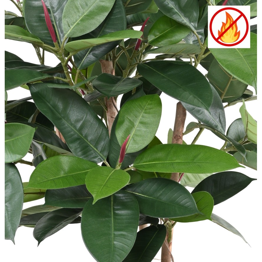 FICUS ELASTICA ARBUSTO (Rubber plant multitree) FR - Resistente al Fuego
