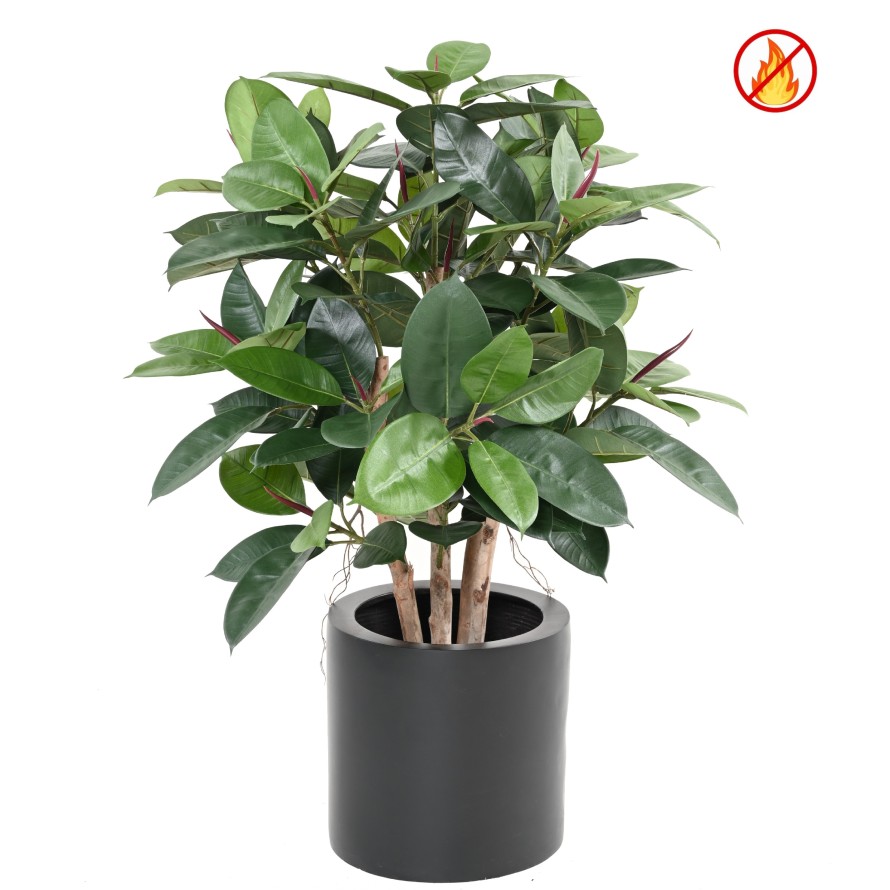 FICUS ELASTICA ARBUSTO (Rubber plant multitree) FR - Resistente al Fuego