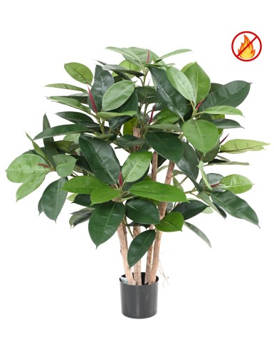 FICUS ELASTICA ARBUSTO...