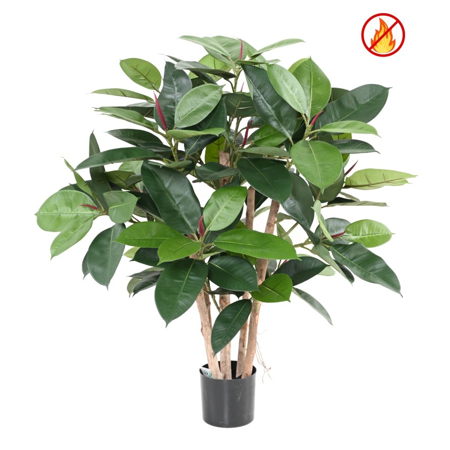 FICUS ELASTICA BUSH (Rubber plant multitree) FR - Fire Resistant