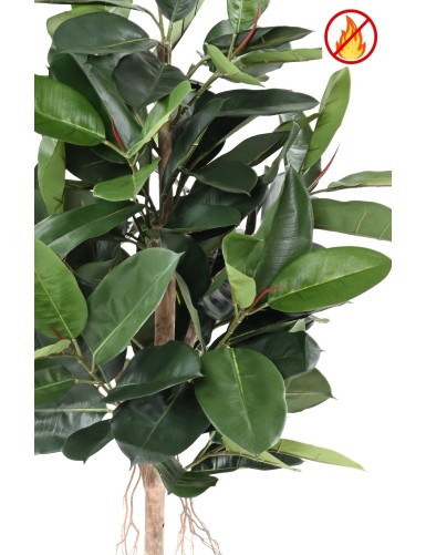 FIKUS ELASTICA (Rubber Pflanze tree) FR – Feuerbeständig