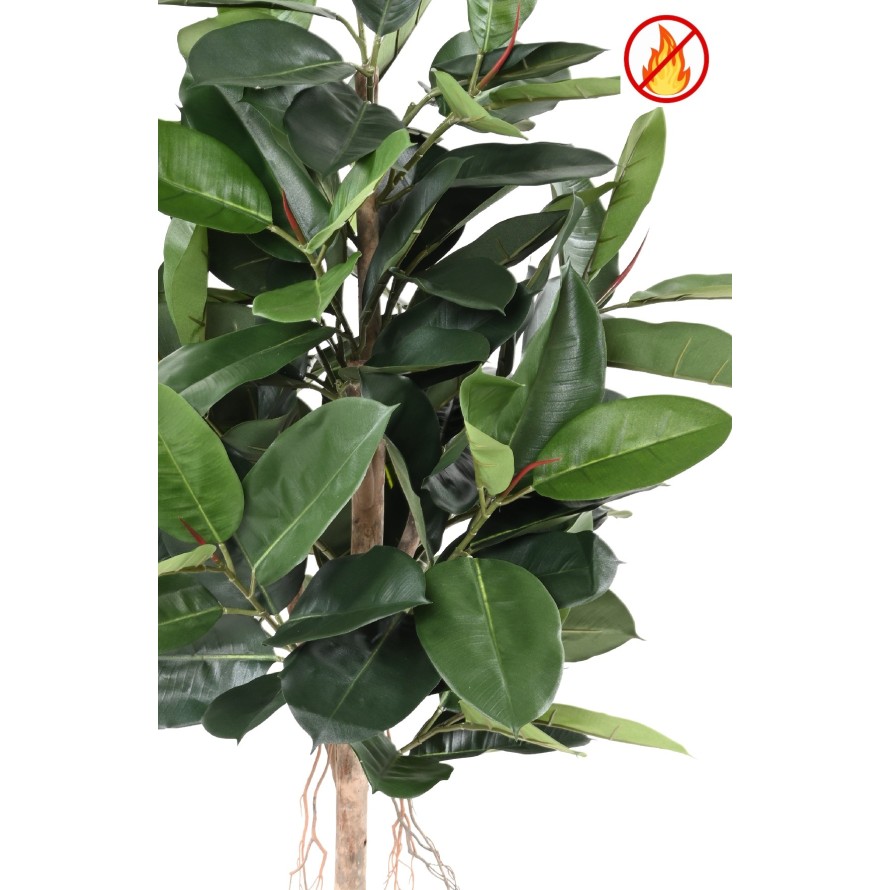 FICUS ELASTICA (Rubber plant tree) FR - Resistente al Fuego