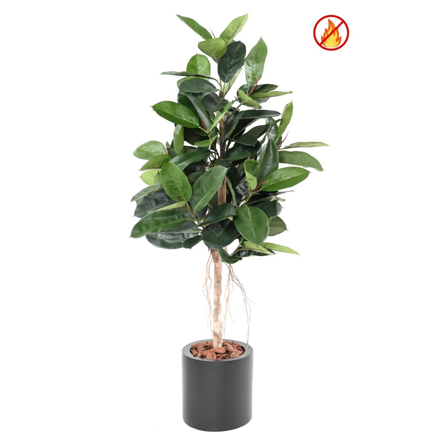 FIKUS ELASTICA (Rubber Pflanze tree) FR – Feuerbeständig