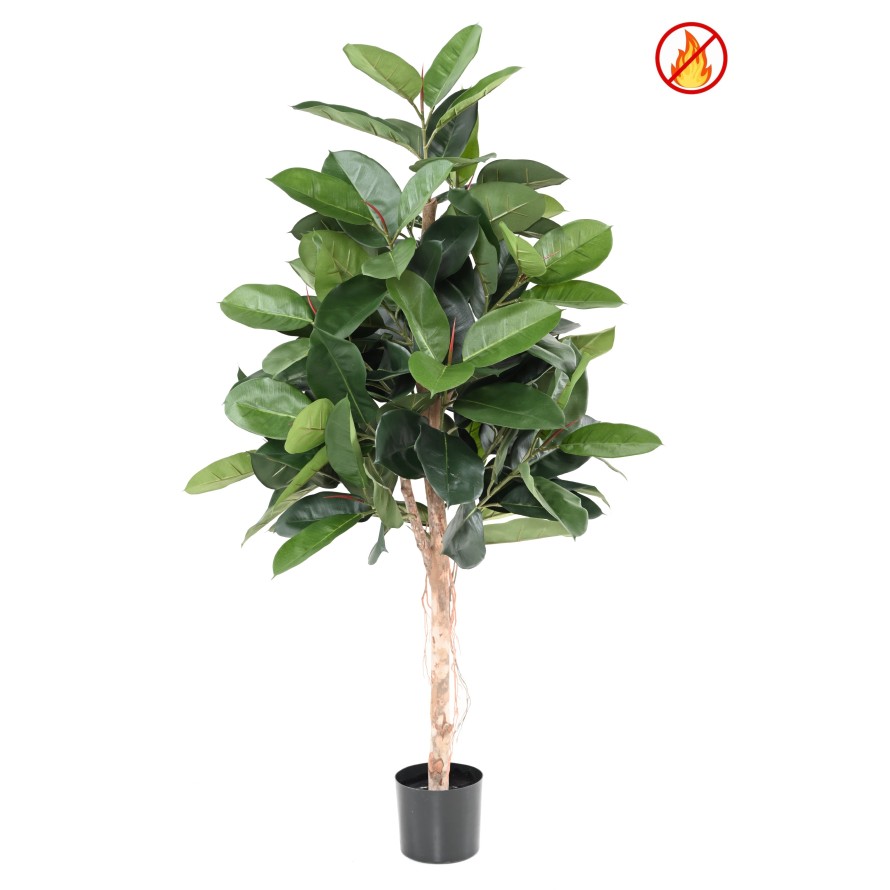 FICUS ELASTICA (Rubber plant tree) FR - Resistente al Fuego