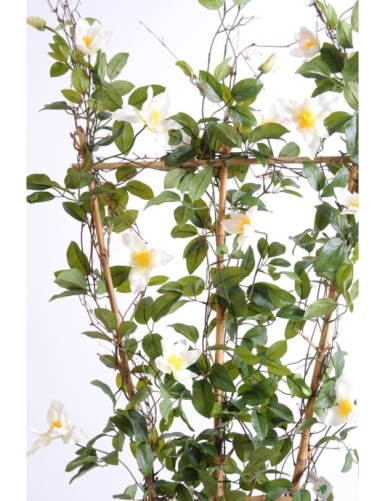 CLEMATIS SICHTSCHUTZMATTE