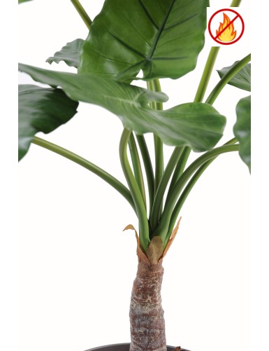ALOCASIA CALIDORA FR – Feuerbeständig