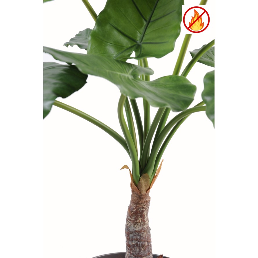 ALOCASIA CALIDORA FR - Resistente al Fuego