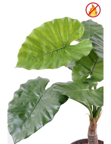 ALOCASIA CALIDORA FR – Feuerbeständig