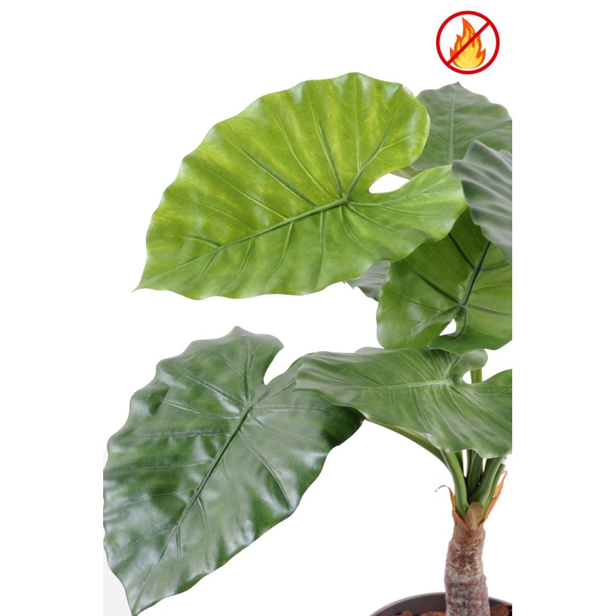 ALOCASIA CALIDORA FR - Resistente al Fuego