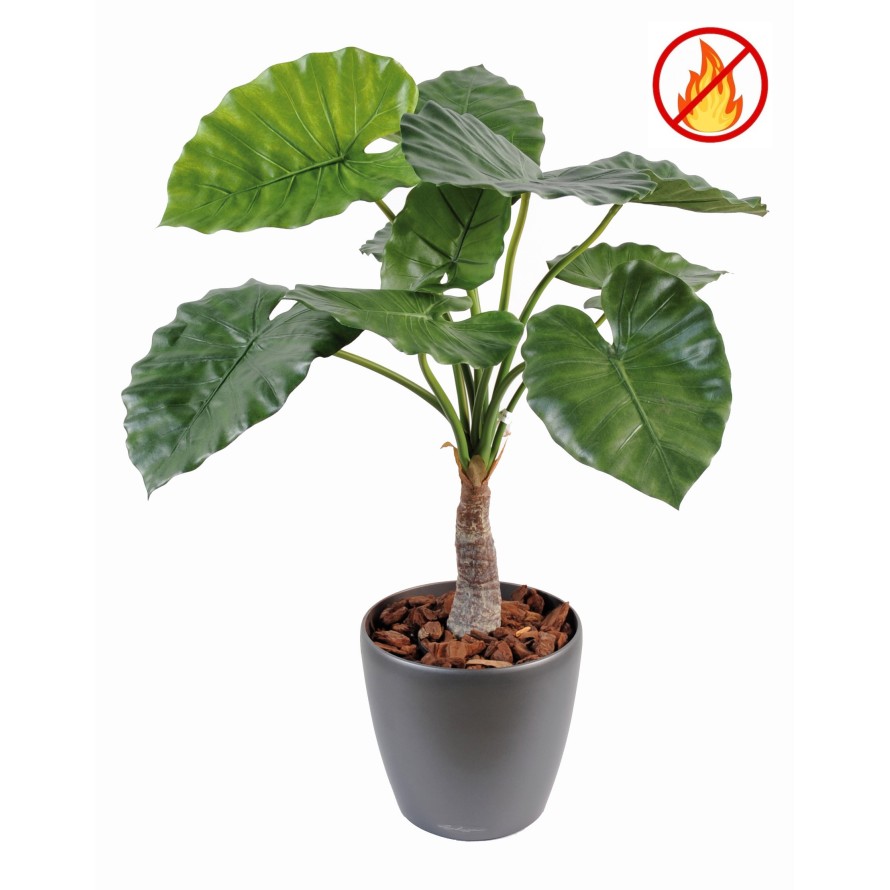ALOCASIA CALIDORA FR - Resistente al Fuego
