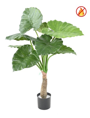 ALOCASIA CALIDORA FR -...