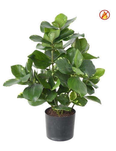 CLUSIA 45 FR – Feuerbeständig