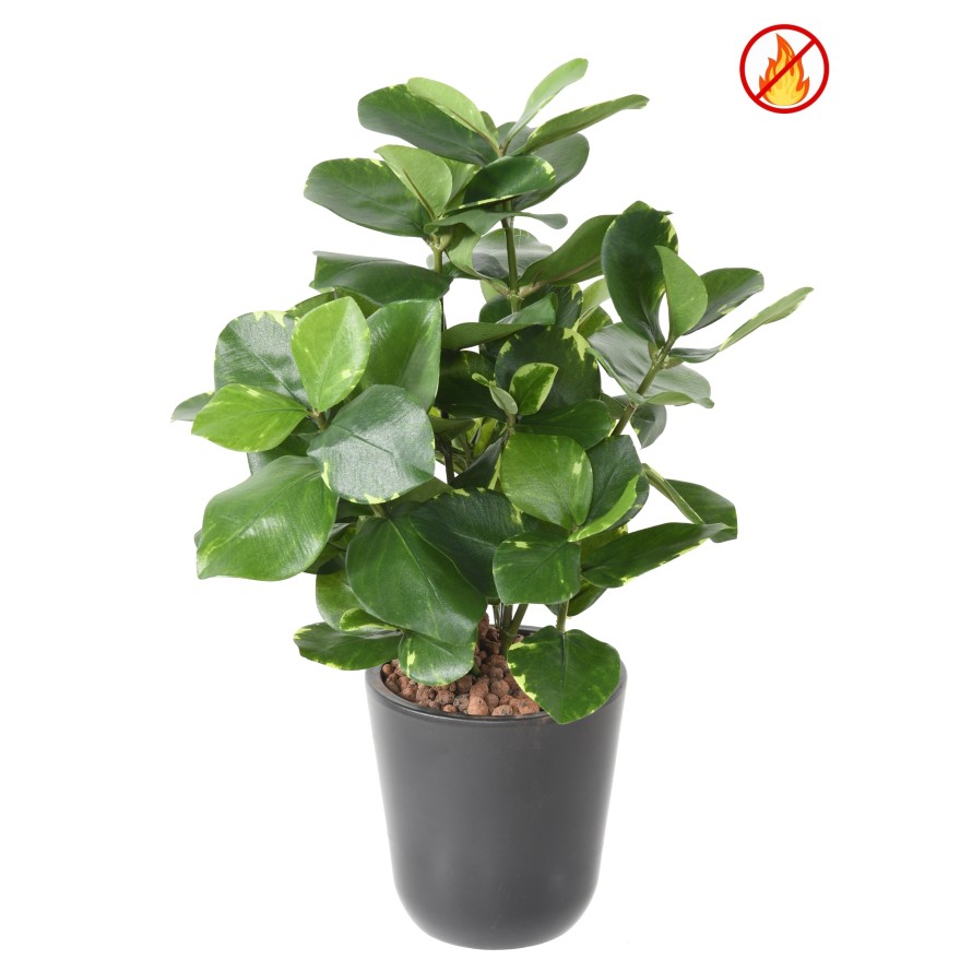 CLUSIA 45 FR – Feuerbeständig