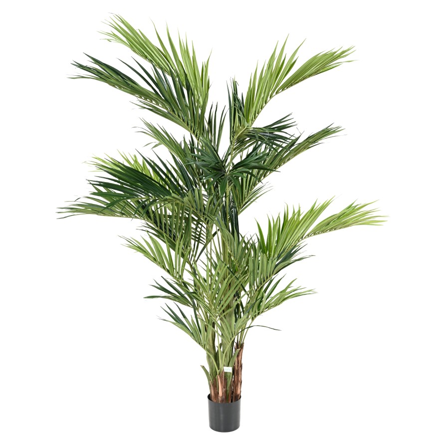 KENTIA PALME ROYAL
