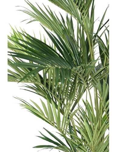 KENTIA PALMERA REAL