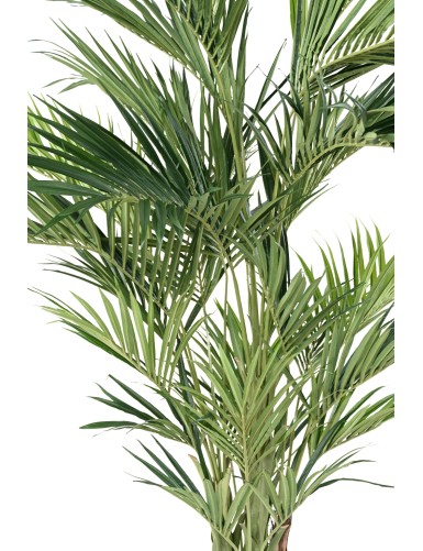 KENTIA PALMERA REAL
