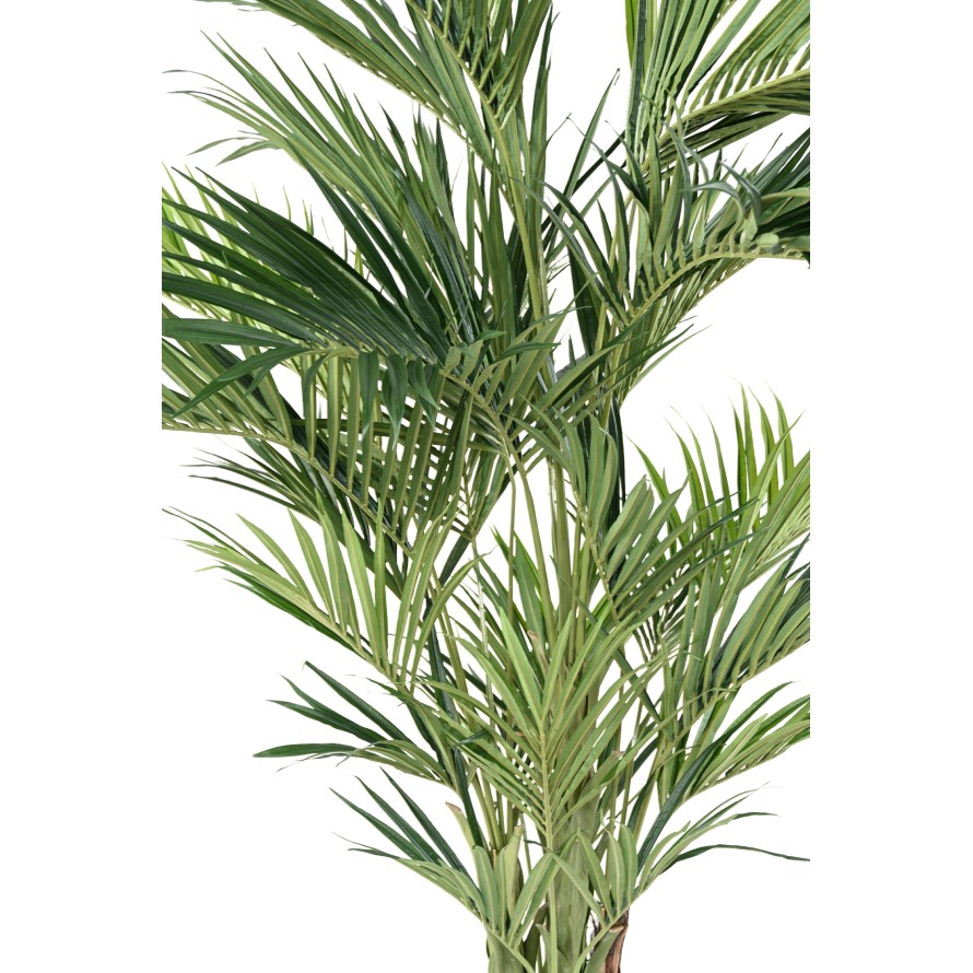KENTIA PALMERA REAL