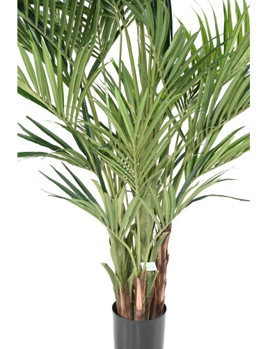 KENTIA PALMERA REAL