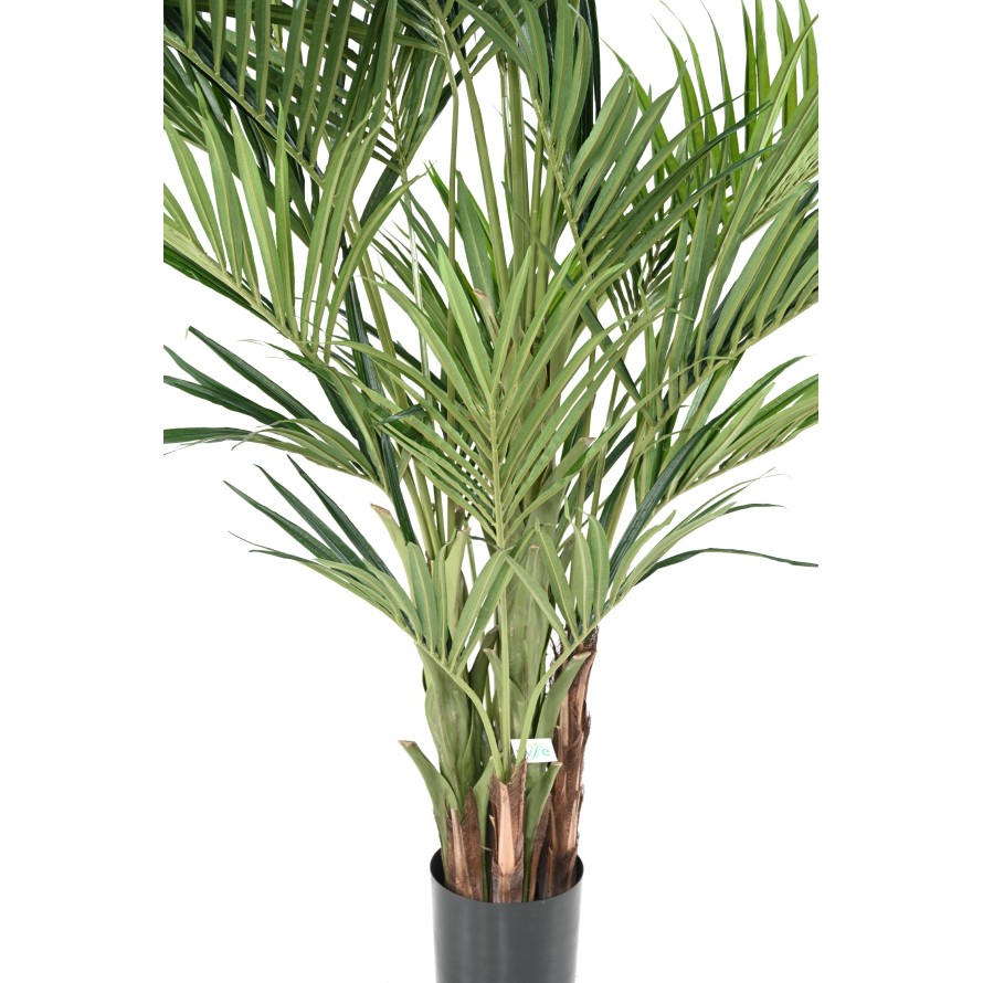KENTIA PALMERA REAL