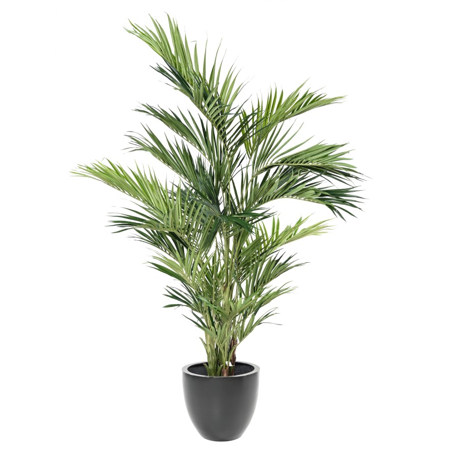 KENTIA PALME ROYAL