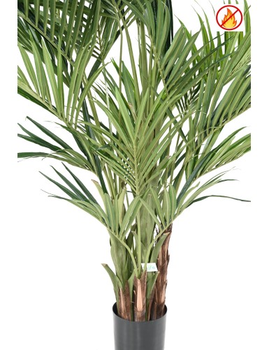 KENTIA PALMERA REAL FR - Resistente al Fuego