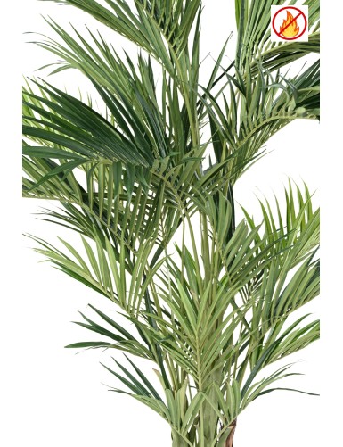KENTIA PALME ROYAL FR – Feuerbeständig