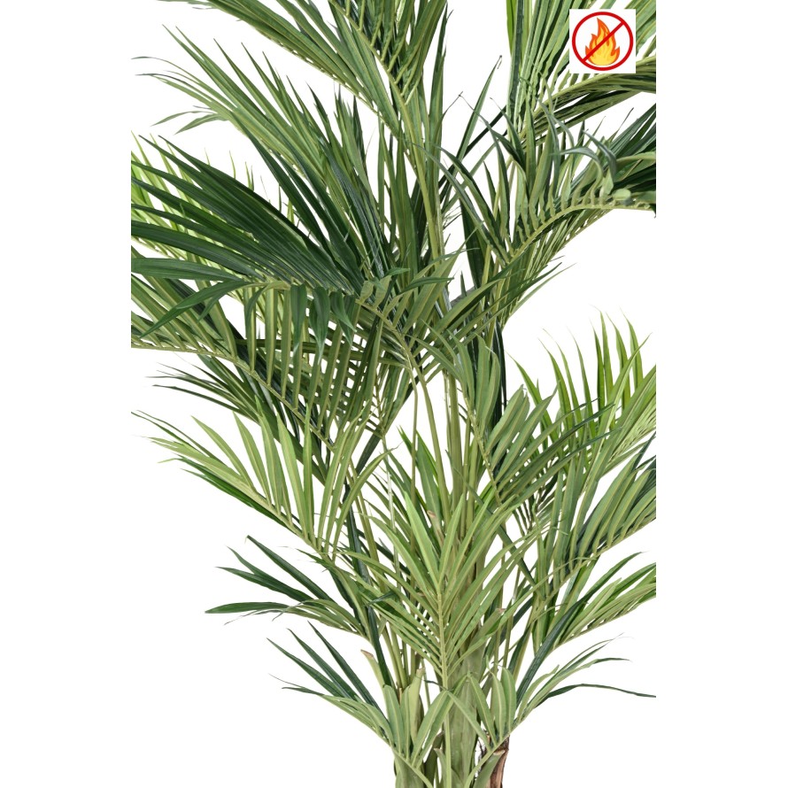 KENTIA PALMERA REAL FR - Resistente al Fuego