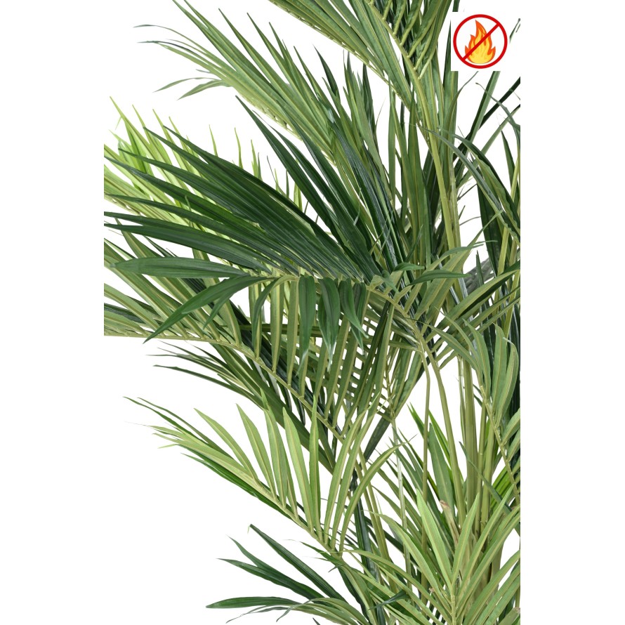 KENTIA PALMERA REAL FR - Resistente al Fuego