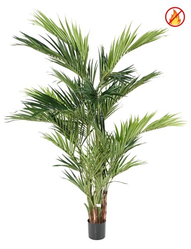 KENTIA PALMERA REAL FR -...