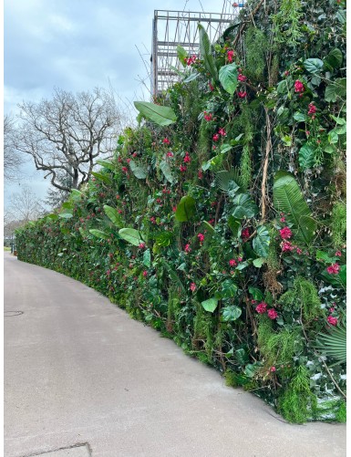 BOUGAINVILLEA (Drillingsblume) NEW ZWEIG