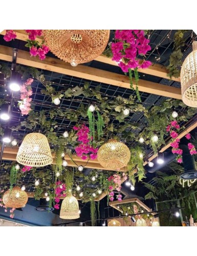 PALMA PALMERA MAJESTY