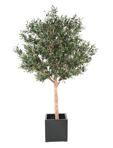 OLIVENBAUM KRONE GROSS