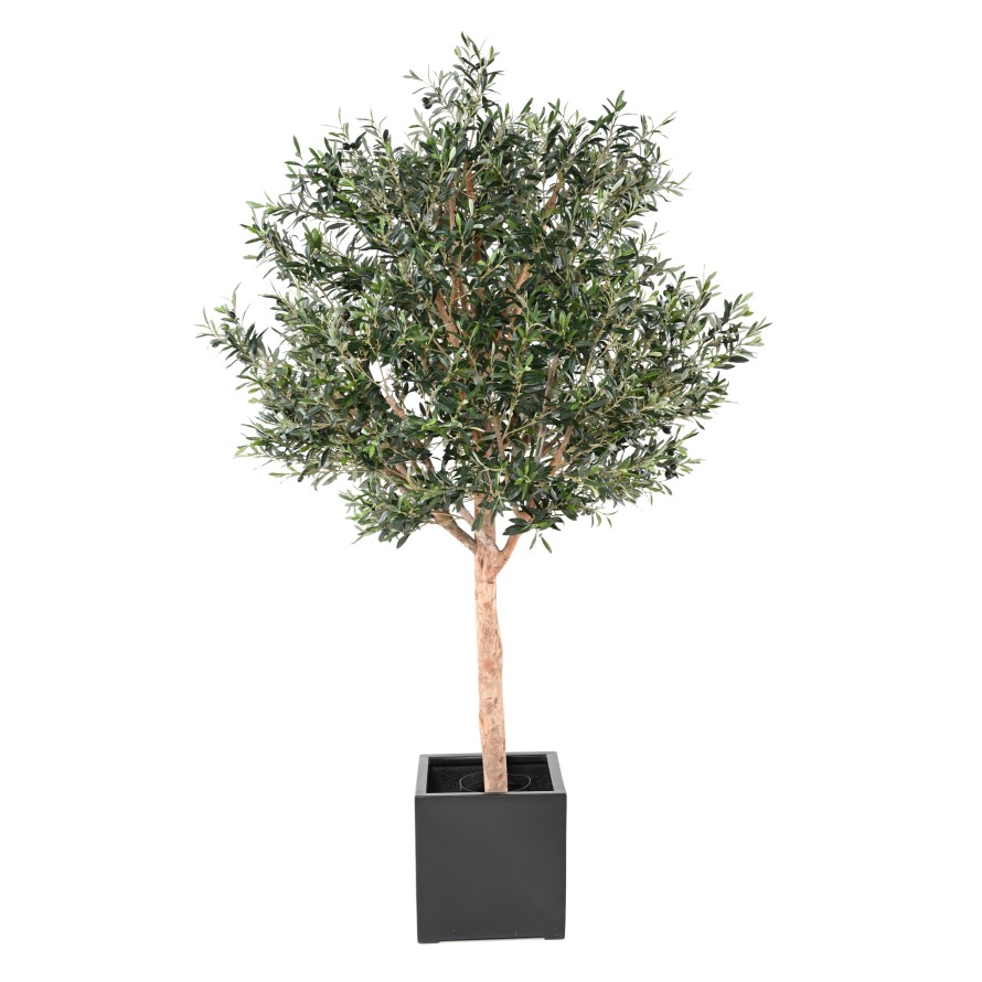 OLIVENBAUM KRONE GROSS