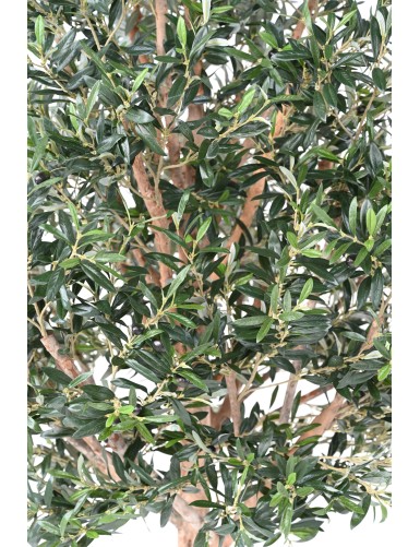 OLIVENBAUM KRONE GROSS