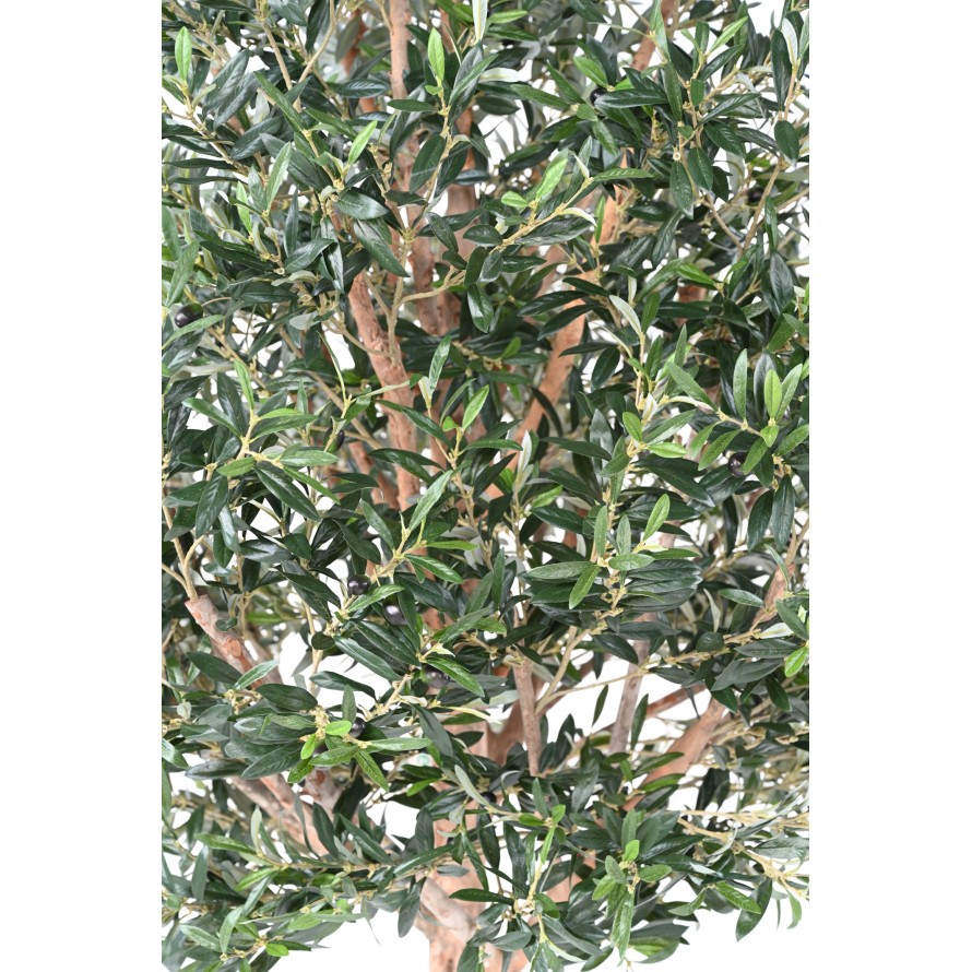 OLIVENBAUM KRONE GROSS