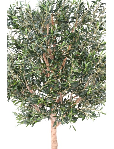 OLIVENBAUM KRONE GROSS