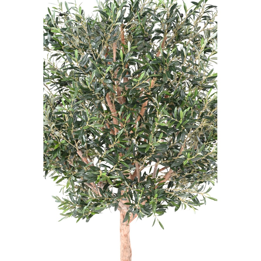 OLIVENBAUM KRONE GROSS