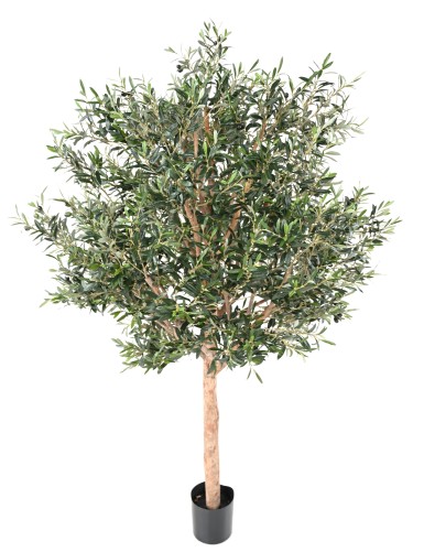 OLIVENBAUM KRONE GROSS