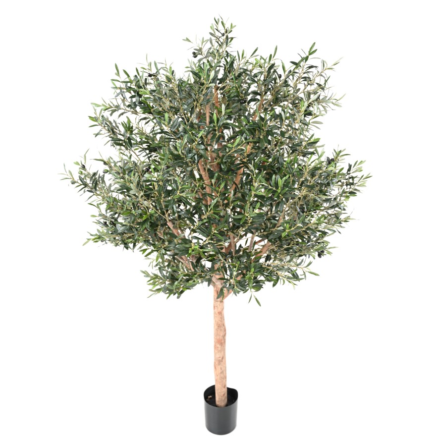 OLIVENBAUM KRONE GROSS